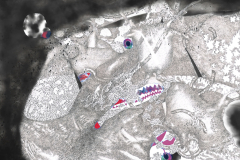 Snjezana-Kodaric-Ivankovic-3